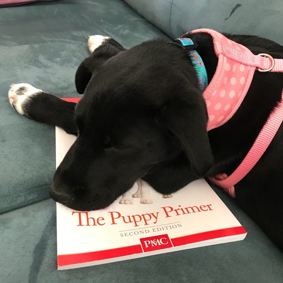 Meet your Posher, Elizabeth - Picture 5 of 5